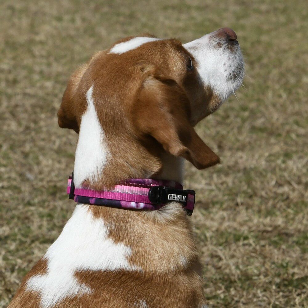 GEWALK大型犬・中型犬 おすすめカラー（首輪）3選！ - LUXCOLLE