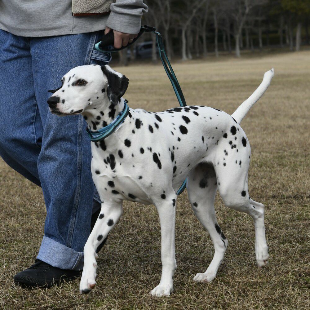 GEWALK大型犬・中型犬 おすすめカラー（首輪）3選！ - LUXCOLLE