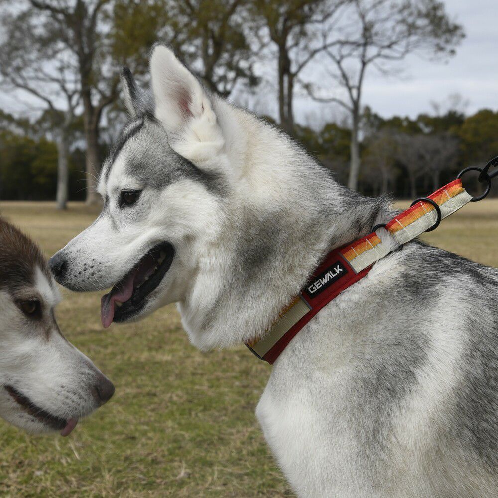 GEWALK大型犬・中型犬 おすすめカラー（首輪）3選！ - LUXCOLLE