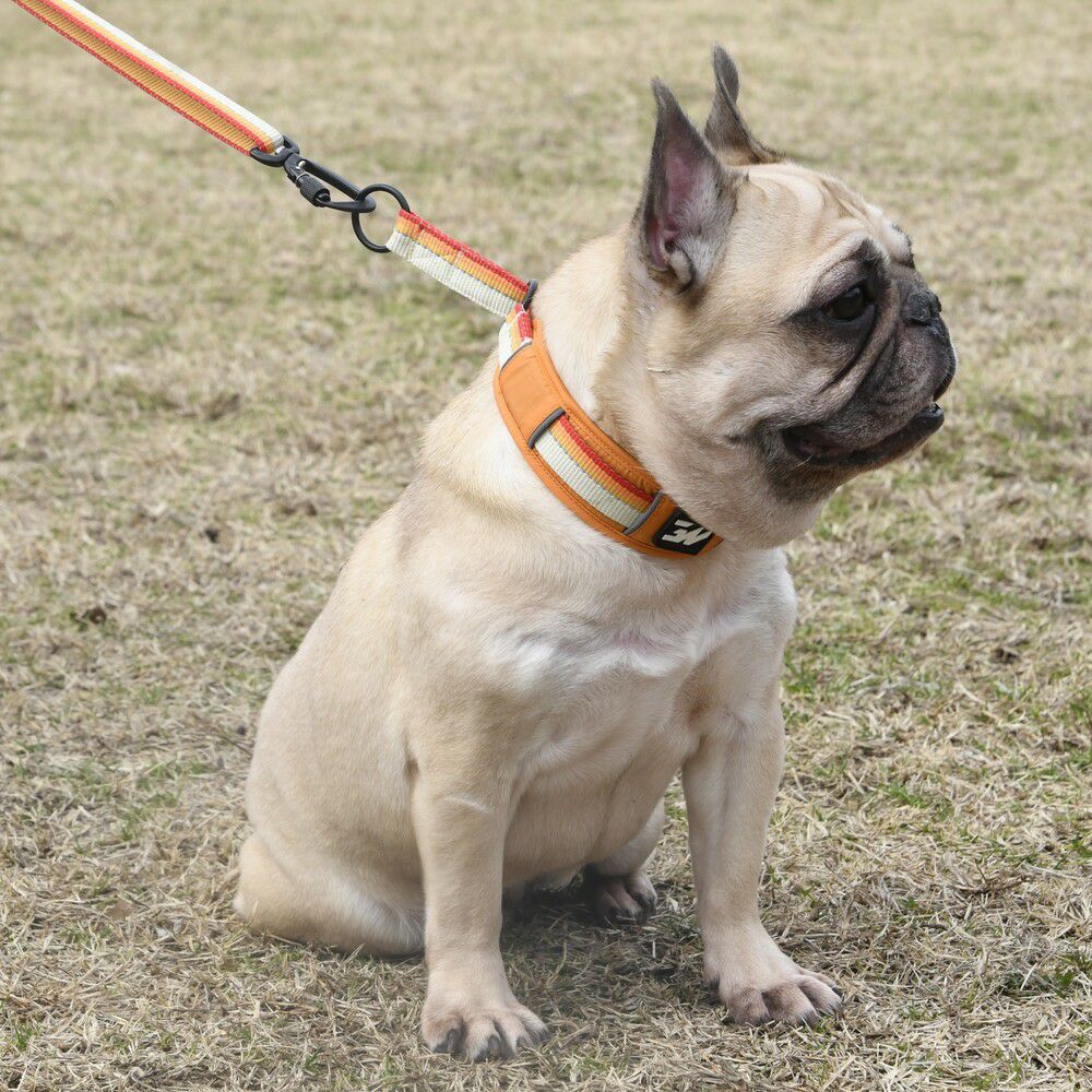 GEWALK大型犬・中型犬 おすすめカラー（首輪）3選！ - LUXCOLLE