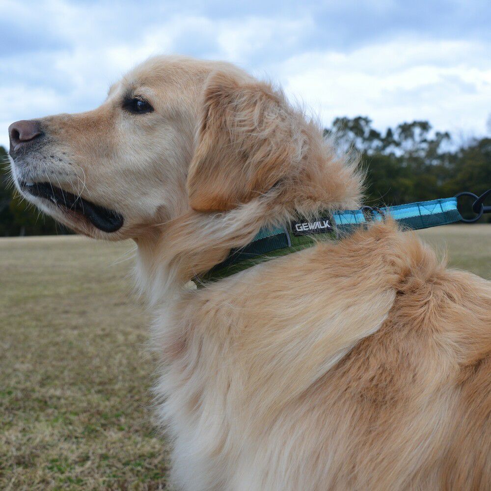 GEWALK大型犬・中型犬 おすすめカラー（首輪）3選！ - LUXCOLLE